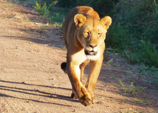 tanzania-wildlife-safari